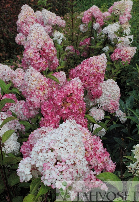 Hydrangea paniculata 'Vanille Fraise', syyshortensia